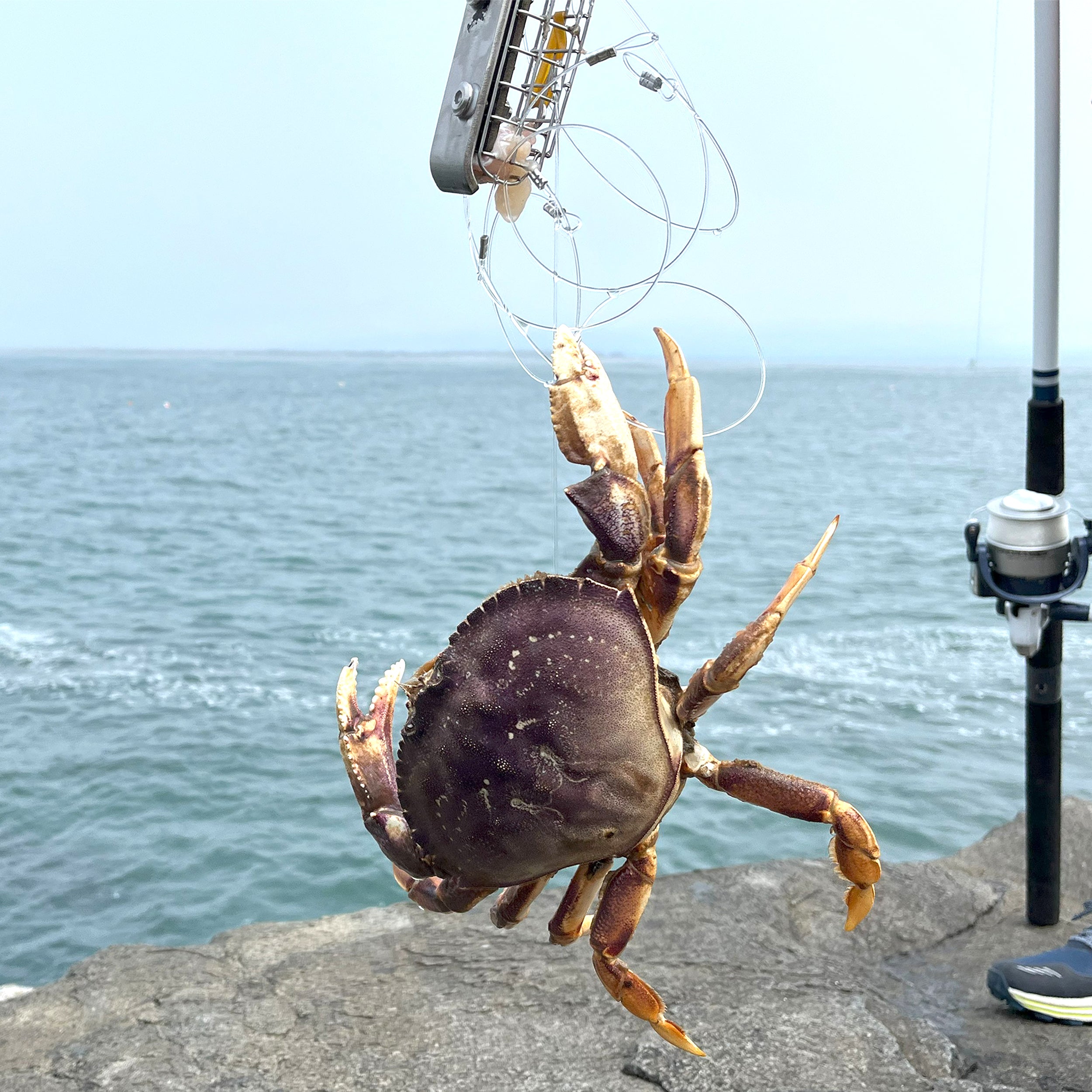 Stainless Steel Crab Snare