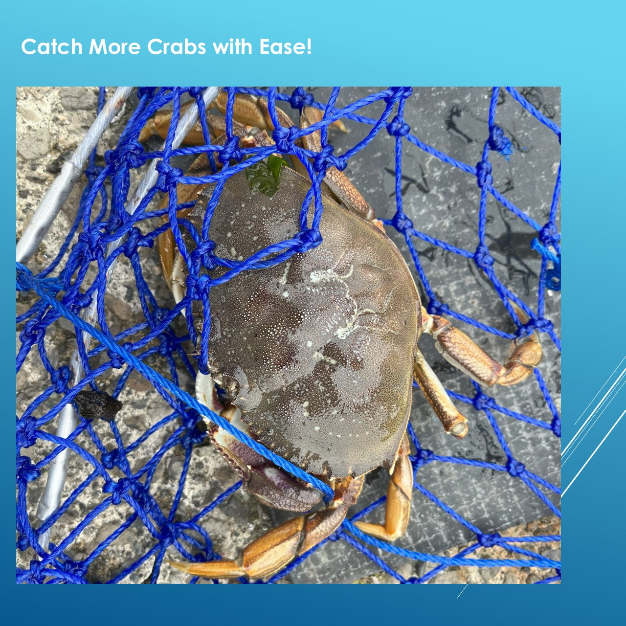 LUPUSH Crab Ring Trap Kit – Collapsible Stainless Steel Crab Net with 100ft Rope, Bait Bag, Clip & Ruler – 24”